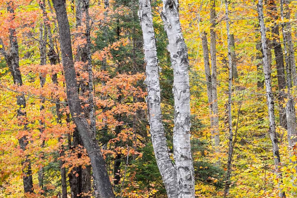 ILCE-7M3  --  DT 100-400mm F4.5-5.6 SAM -- 1/250 sec at f / 5.6 -- ISO 800 -- 0 EV -- 