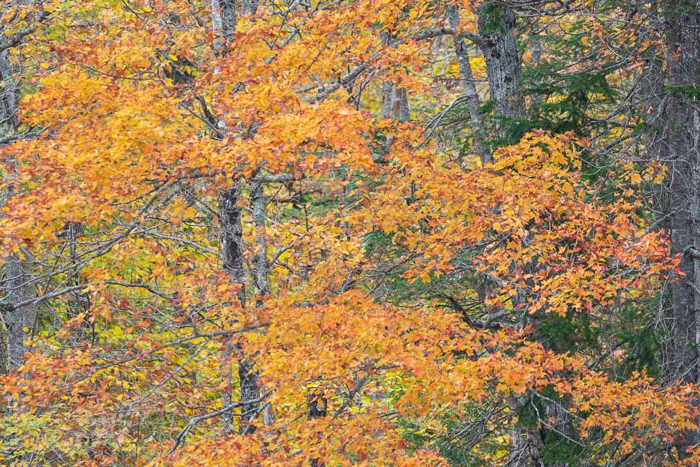 ILCE-7M3  --  DT 100-400mm F4.5-5.6 SAM -- 1/250 sec at f / 5.6 -- ISO 800 -- 0 EV -- 