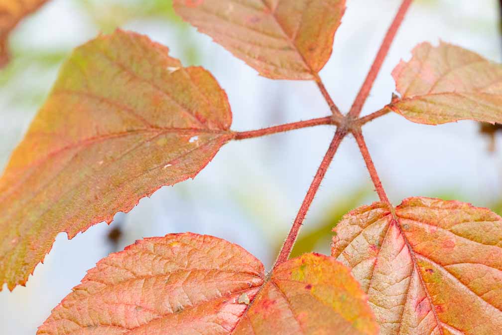 ILCE-7M3  --  FE 90mm F2.8 Macro G OSS -- 1/200 sec at f / 6.3 -- ISO 2500 -- 0 EV -- 