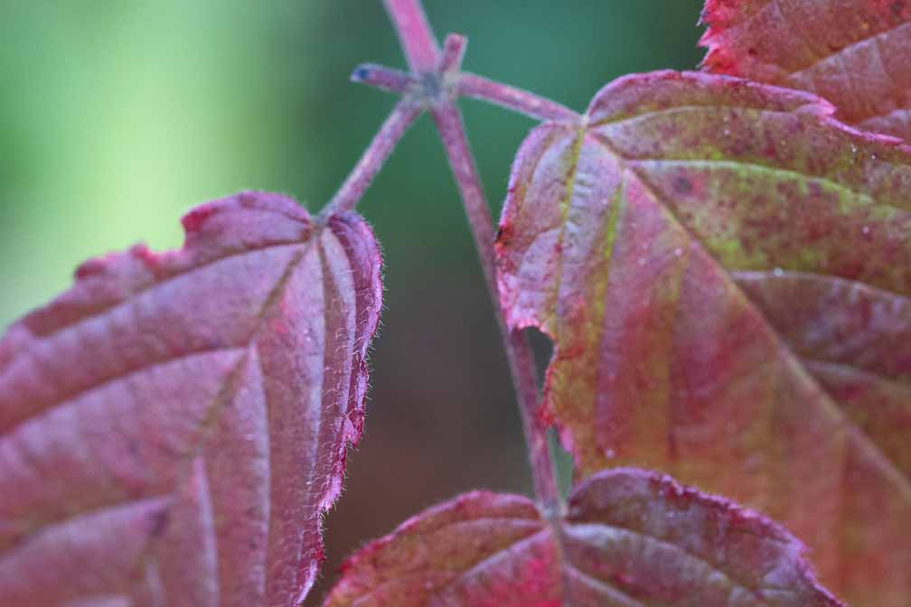 ILCE-7M3  --  FE 90mm F2.8 Macro G OSS -- 1/160 sec at f / 4.0 -- ISO 1600 -- 0 EV -- 