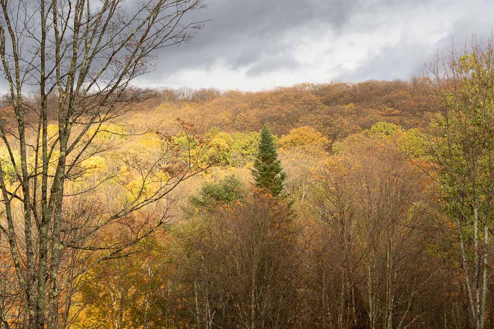 ILCE-7M3  --  FE 90mm F2.8 Macro G OSS -- 1/400 sec at f / 5.6 -- ISO 400 -- 0 EV -- 