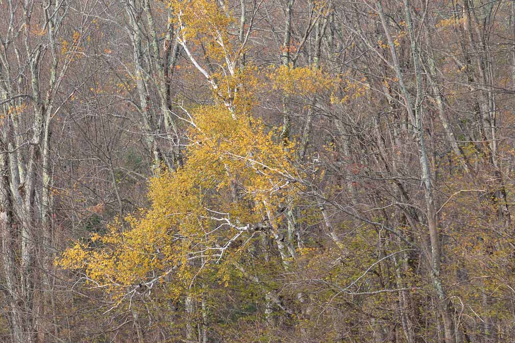 ILCE-7M3  --  DT 100-400mm F4.5-5.6 SAM -- 1/320 sec at f / 8.0 -- ISO 500 -- 0 EV -- 