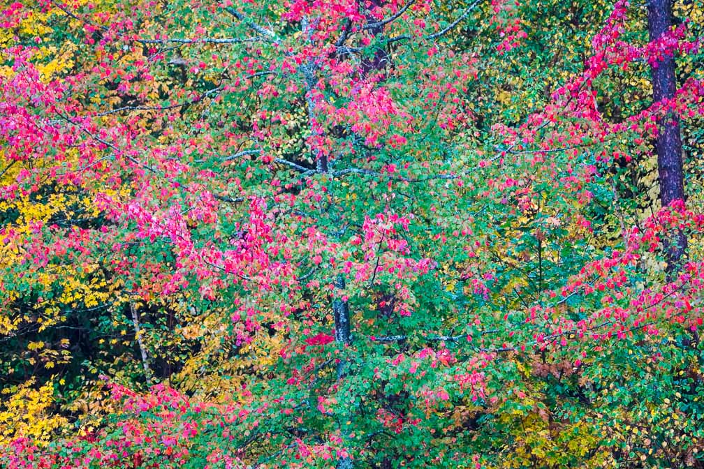 ILCE-6600  --  FE 200-600mm F5.6-6.3 G OSS -- 1/400 sec at f / 5.6 -- ISO 2000 -- 3/10 EV -- 