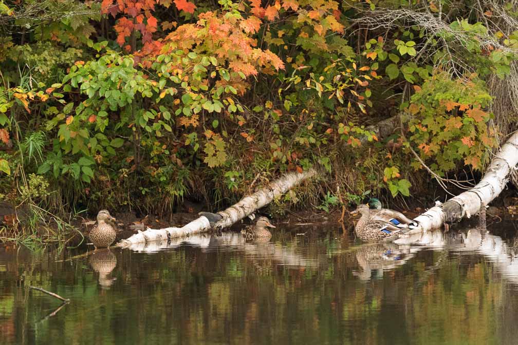 Canon EOS R6  --  EF600mm f/4L IS II USM -- 1/1000 sec at f / 4.5 -- ISO 8000 -- 0 EV -- 