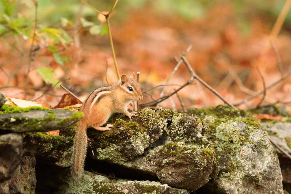 Canon EOS R6  --  EF600mm f/4L IS II USM -- 1/1000 sec at f / 5.6 -- ISO 10000 -- 0 EV -- 