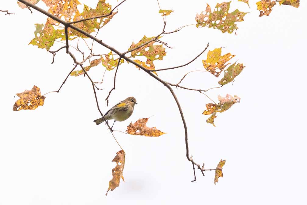 Canon EOS R6  --  EF600mm f/4L IS II USM -- 1/1000 sec at f / 4.0 -- ISO 200 -- 1 2/3 EV -- 