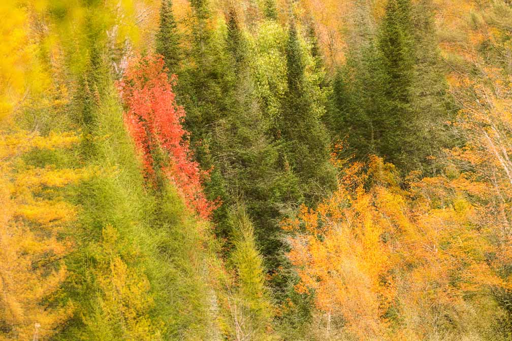 Canon EOS R6  --  EF100-400mm f/4.5-5.6L IS II USM -- 1/2000 sec at f / 7.1 -- ISO 1600 -- 0 EV -- 