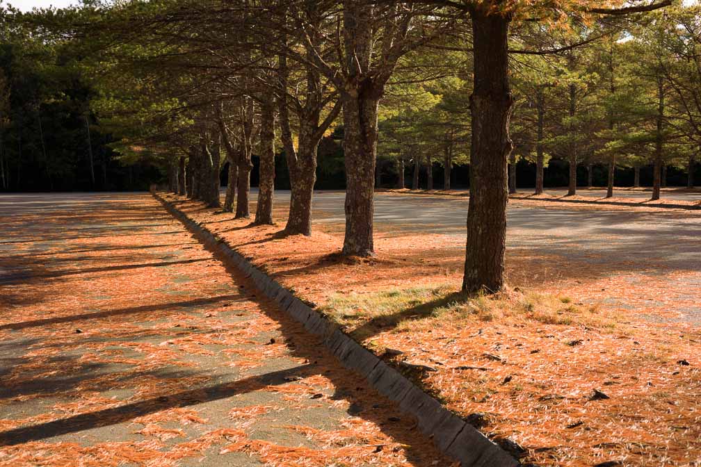 Canon EOS R6  --  RF50mm F1.8 STM -- 1/400 sec at f / 5.6 -- ISO 160 -- 0 EV -- 