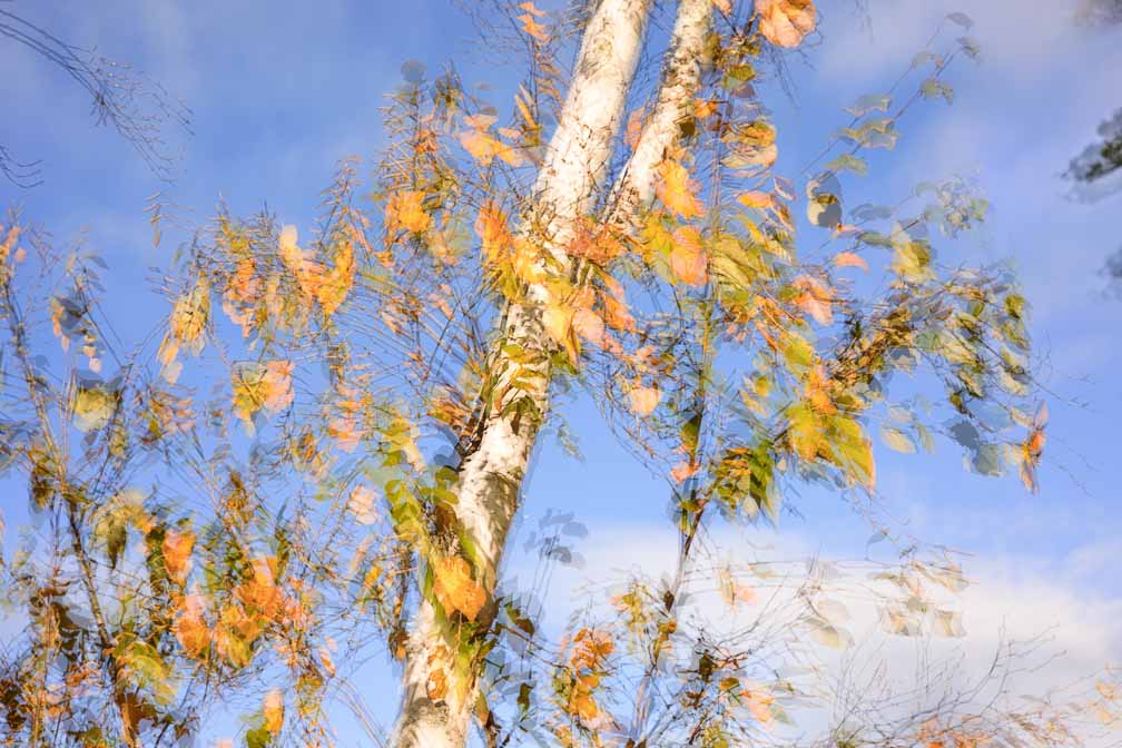 Canon EOS R6  --  RF50mm F1.8 STM -- 1/640 sec at f / 8.0 -- ISO 100 -- 0 EV -- 