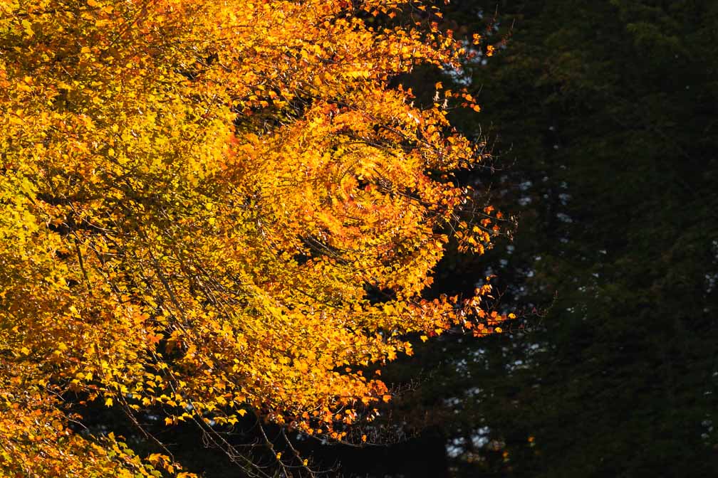 Canon EOS R6  --  EF100-400mm f/4.5-5.6L IS II USM -- 1/1000 sec at f / 9.0 -- ISO 400 -- 0 EV -- 