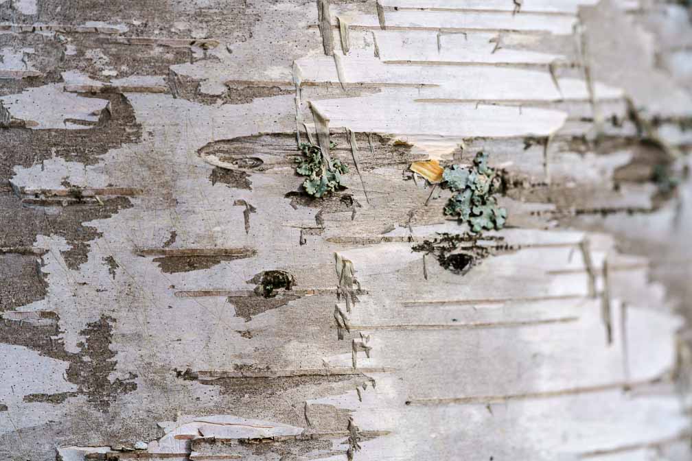 ILCE-7RM4  --  FE 90mm F2.8 Macro G OSS -- 1/400 sec at f / 5.0 -- ISO 100 -- 0 EV -- 