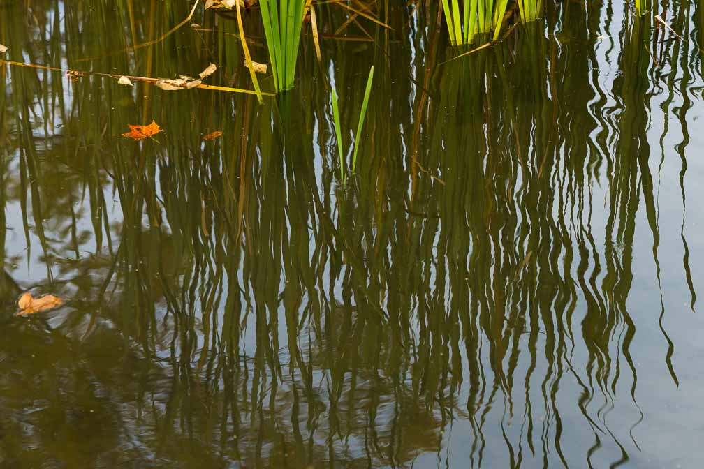 ILCE-7RM4  --  FE 90mm F2.8 Macro G OSS -- 1/320 sec at f / 6.3 -- ISO 500 -- 0 EV -- 