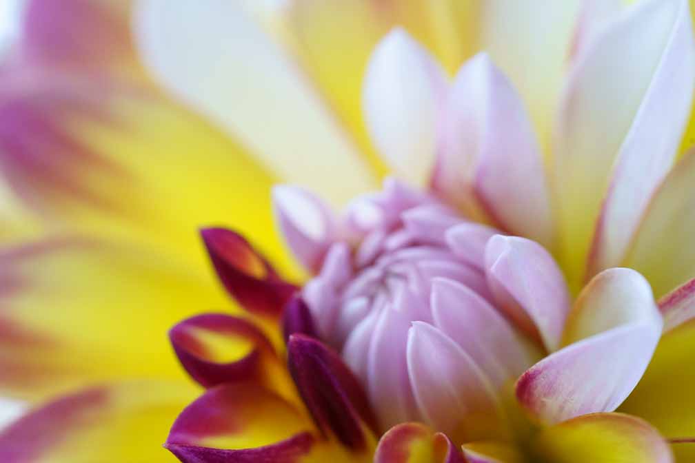 ILCE-7RM4  --  FE 90mm F2.8 Macro G OSS -- 1/400 sec at f / 5.6 -- ISO 5000 -- 0 EV -- 