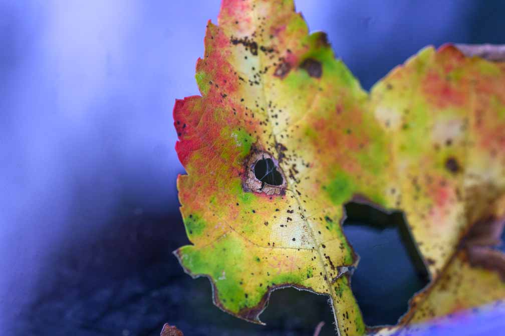 ILCE-7RM4  --  FE 90mm F2.8 Macro G OSS -- 1/50 sec at f / 5.6 -- ISO 800 -- 0 EV -- 