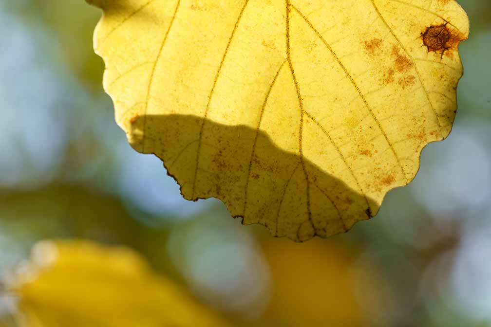 ILCE-7RM4  --  FE 90mm F2.8 Macro G OSS -- 1/640 sec at f / 5.6 -- ISO 800 -- 0 EV -- 