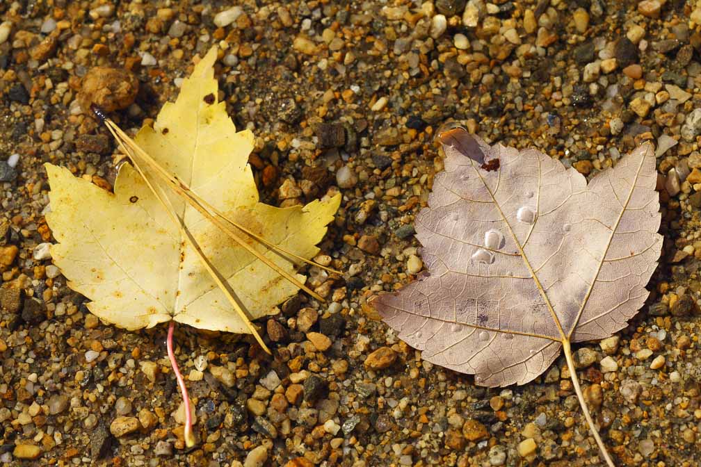 ILCE-7RM4  --  FE 90mm F2.8 Macro G OSS -- 1/500 sec at f / 5.6 -- ISO 200 -- 0 EV -- 