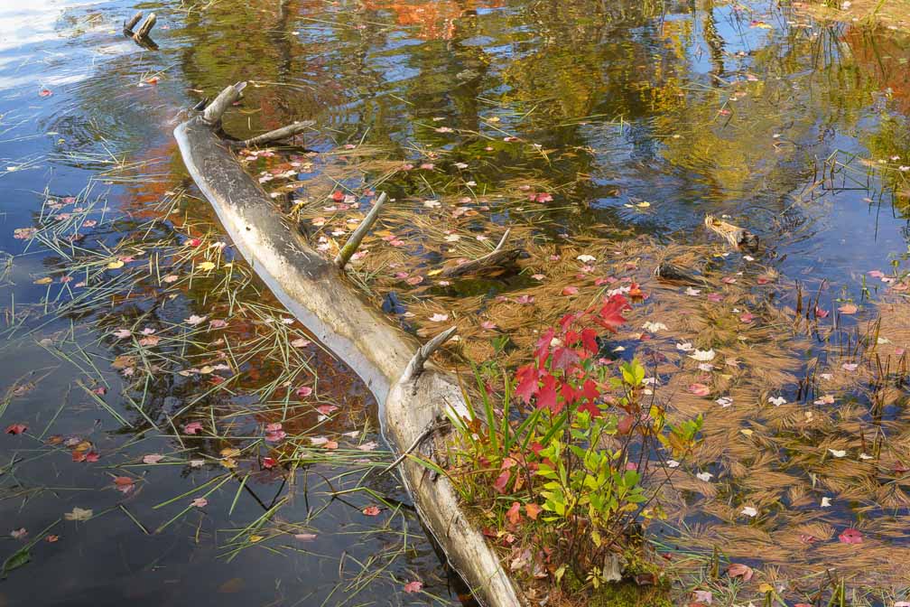 ILCE-7RM4  --  E 28-200mm F2.8-5.6 A071 -- 1/160 sec at f / 8.0 -- ISO 400 -- 0 EV -- 