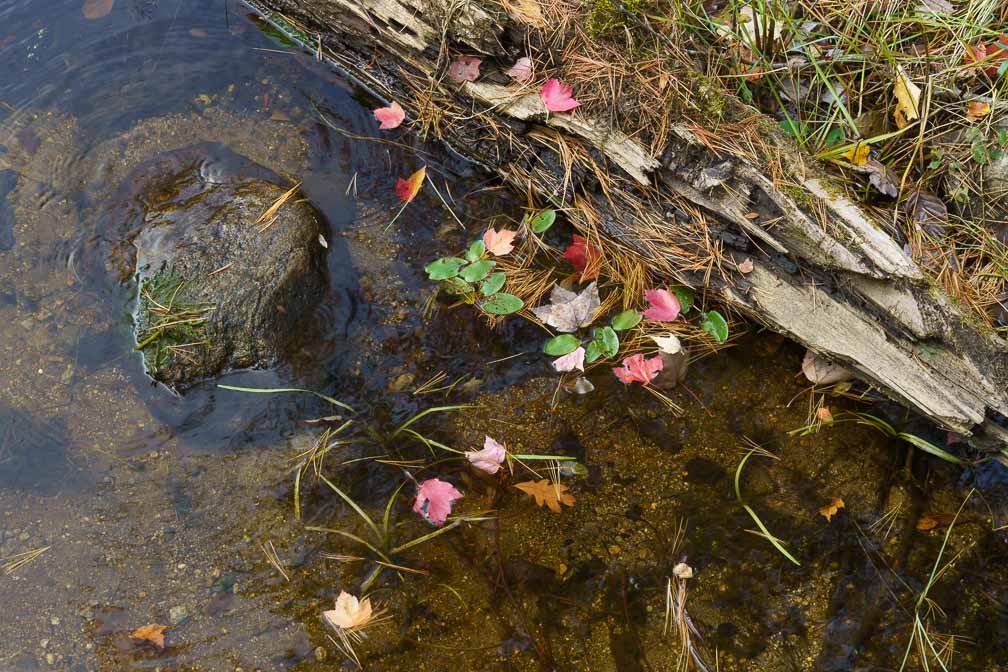 ILCE-7RM4  --  E 28-200mm F2.8-5.6 A071 -- 1/100 sec at f / 8.0 -- ISO 400 -- 0 EV -- 