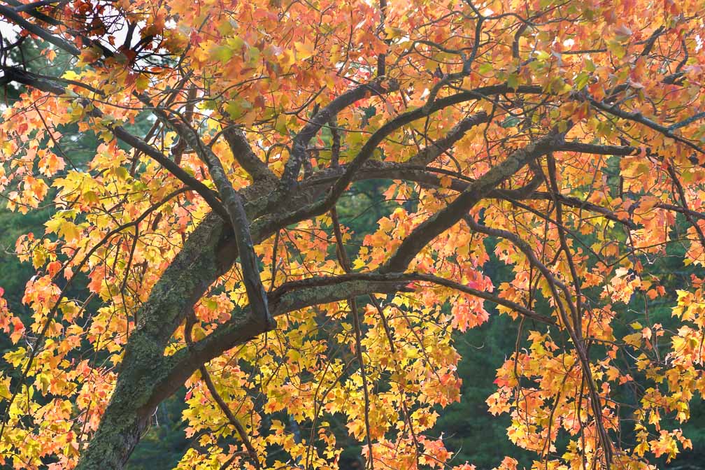 ILCE-7RM4  --  E 28-200mm F2.8-5.6 A071 -- 1/200 sec at f / 10 -- ISO 400 -- 0 EV -- 