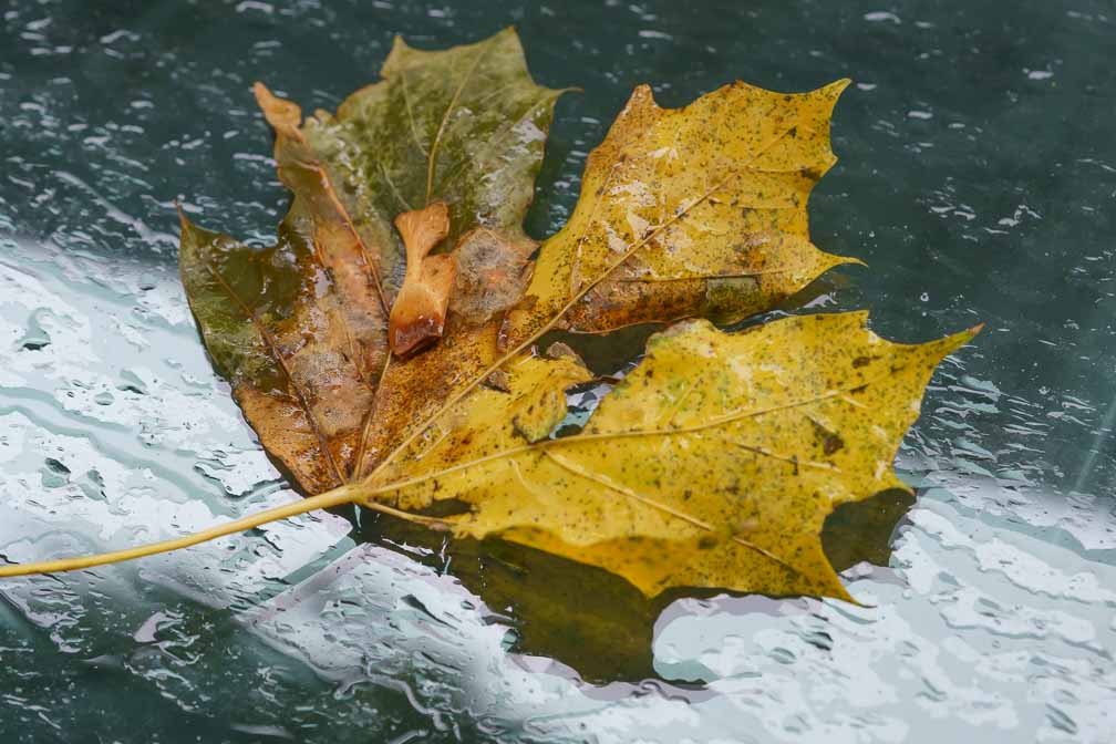 ILCE-7RM4  --  FE 90mm F2.8 Macro G OSS -- 1/100 sec at f / 6.3 -- ISO 800 -- 0 EV -- 