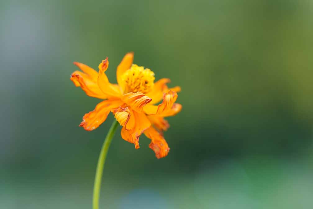 ILCE-7RM4  --  FE 90mm F2.8 Macro G OSS -- 1/640 sec at f / 4.0 -- ISO 640 -- 0 EV -- 