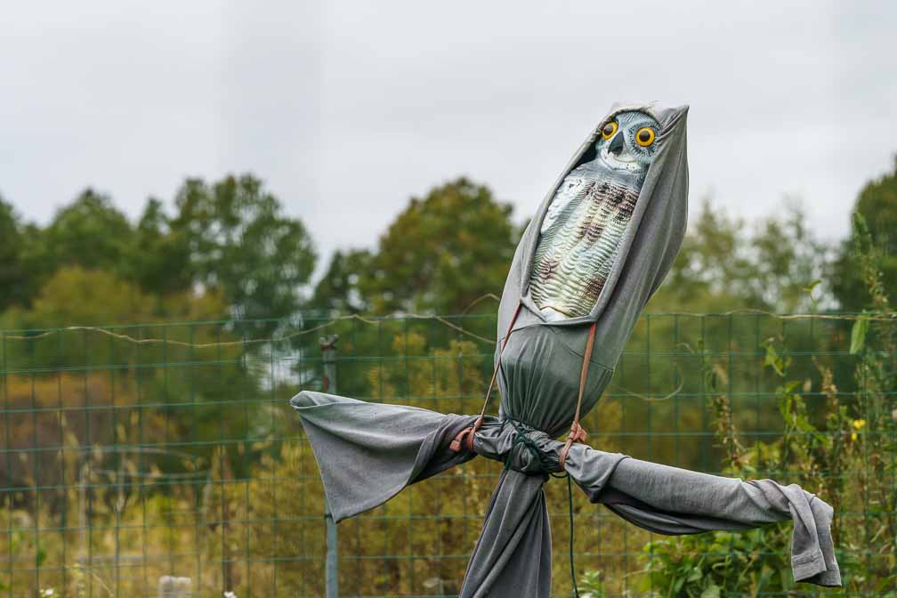 ILCE-7RM4  --  FE 90mm F2.8 Macro G OSS -- 1/1250 sec at f / 7.1 -- ISO 640 -- 0 EV -- 