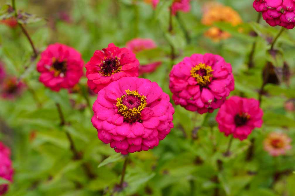 ILCE-7RM4  --  FE 90mm F2.8 Macro G OSS -- 1/640 sec at f / 7.1 -- ISO 640 -- 0 EV -- 