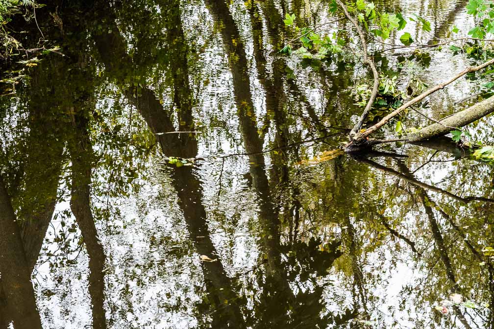 ILCE-7RM4  --  FE 90mm F2.8 Macro G OSS -- 1/40 sec at f / 8.0 -- ISO 320 -- 0 EV -- 