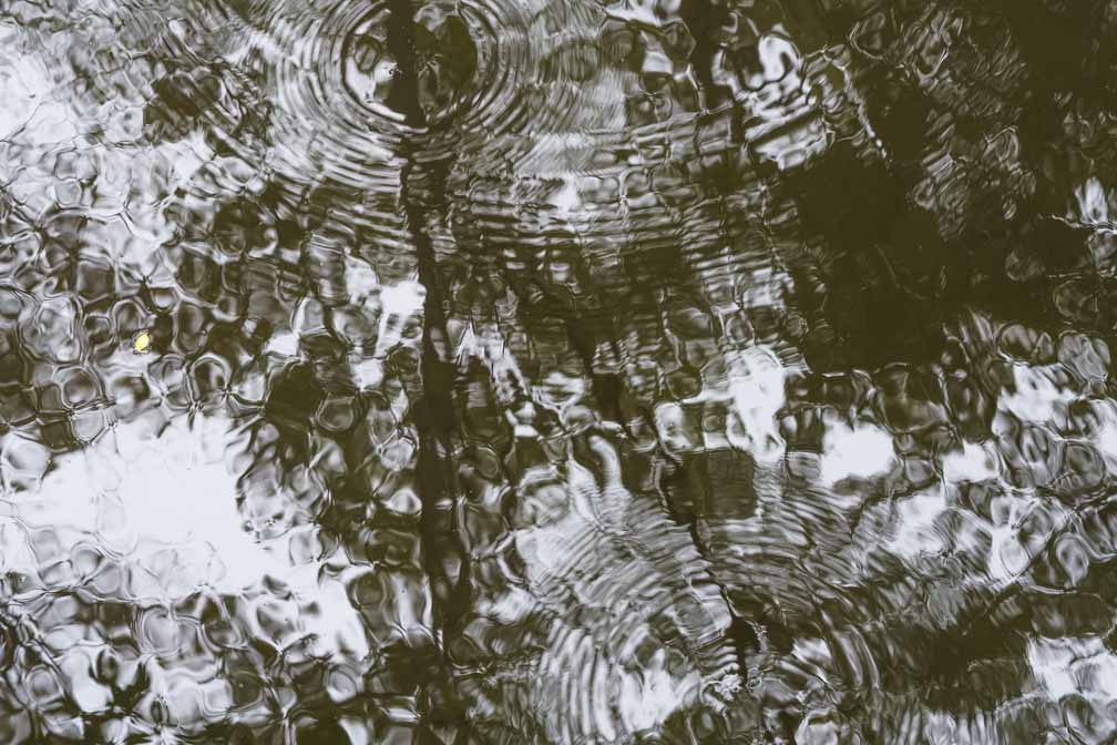 ILCE-7RM4  --  FE 90mm F2.8 Macro G OSS -- 1/40 sec at f / 8.0 -- ISO 320 -- 0 EV -- 