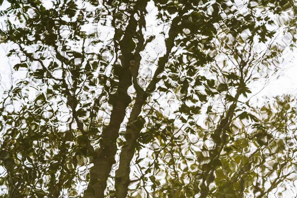 ILCE-7RM4  --  FE 90mm F2.8 Macro G OSS -- 1/40 sec at f / 8.0 -- ISO 320 -- 0 EV -- 