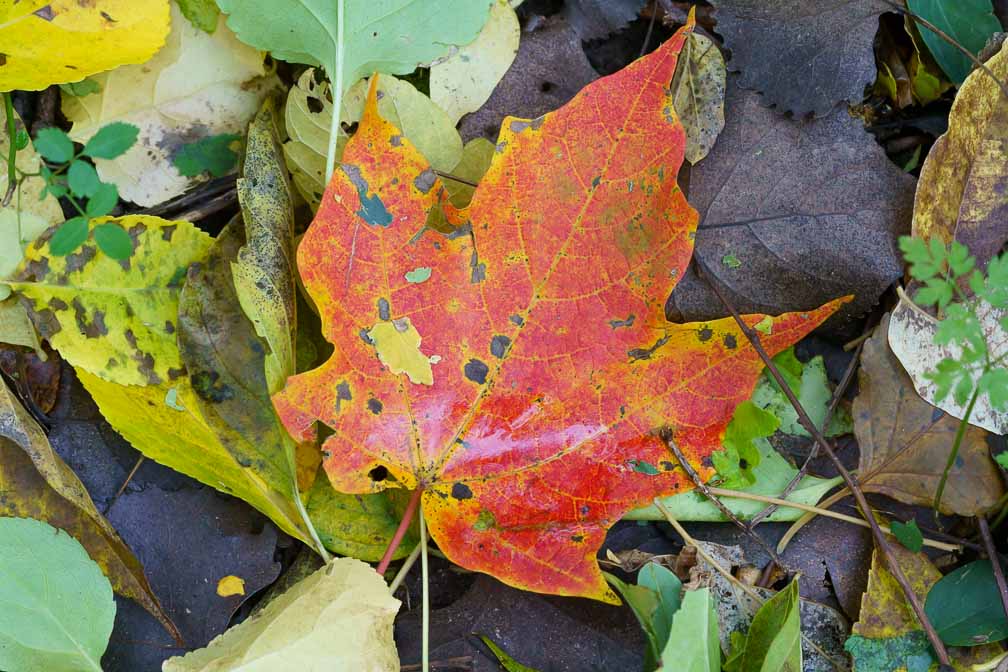 ILCE-7RM4  --  FE 90mm F2.8 Macro G OSS -- 1/400 sec at f / 7.1 -- ISO 1600 -- 0 EV -- 