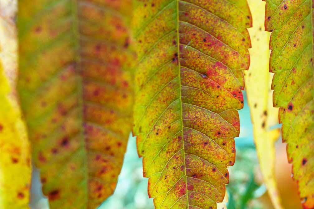 ILCE-7RM4  --  FE 90mm F2.8 Macro G OSS -- 1/400 sec at f / 7.1 -- ISO 1600 -- 0 EV -- 