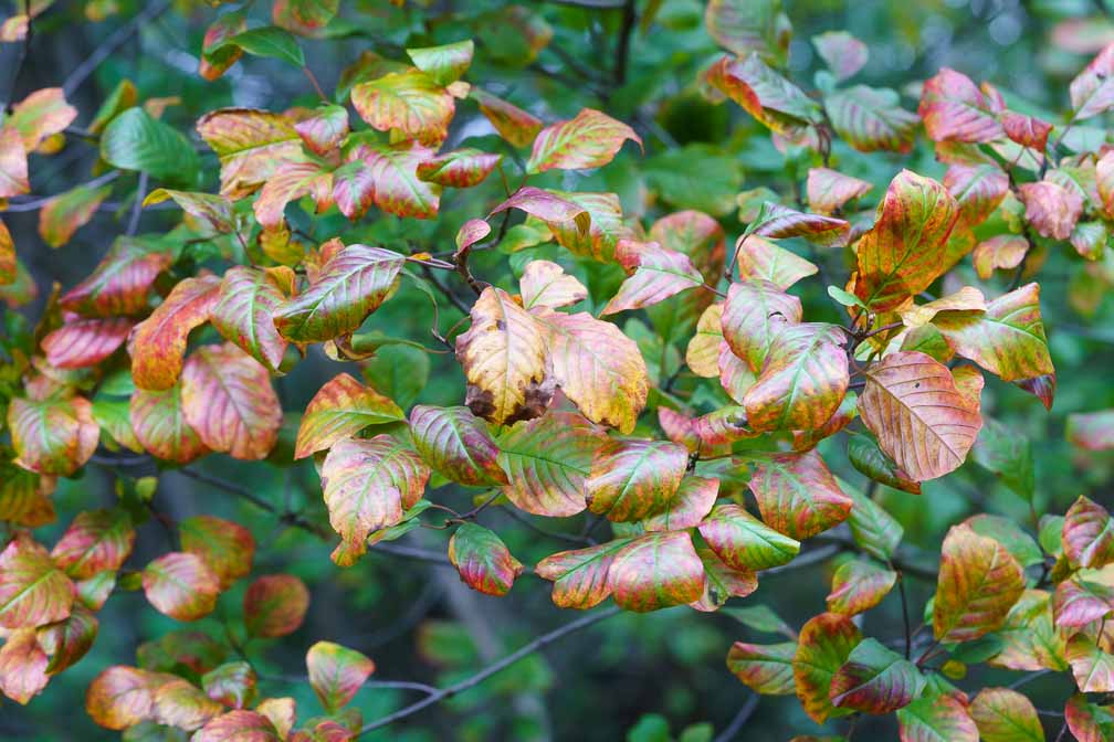 ILCE-7RM4  --  FE 90mm F2.8 Macro G OSS -- 1/200 sec at f / 7.1 -- ISO 1600 -- 0 EV -- 