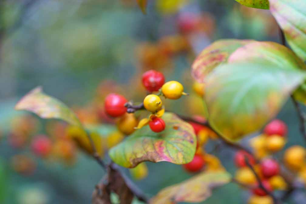 ILCE-7RM4  --  FE 90mm F2.8 Macro G OSS -- 1/200 sec at f / 7.1 -- ISO 1600 -- 0 EV -- 