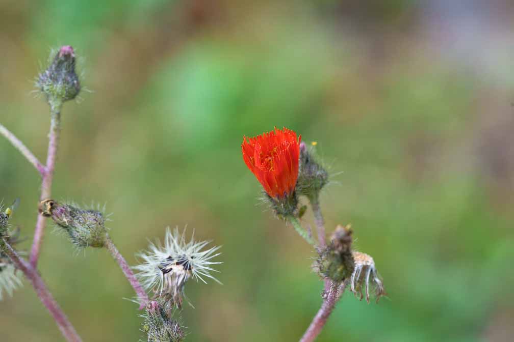 ILCE-7RM4  --  FE 90mm F2.8 Macro G OSS -- 1/200 sec at f / 7.1 -- ISO 1600 -- 0 EV -- 