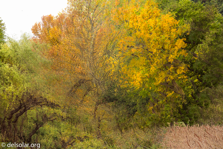 Canon EOS 5D Mark III  --  60 mm  --  EF24-105mm f/4L IS USM  