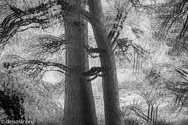 Canon EOS 5D Mark III  --  99 mm  --  EF24-105mm f/4L IS USM  