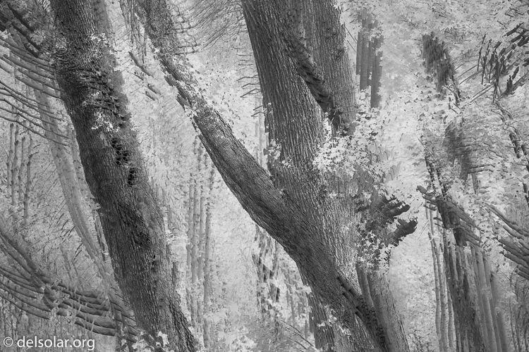 Canon EOS 5D Mark III  --  82 mm  --  EF24-105mm f/4L IS USM  