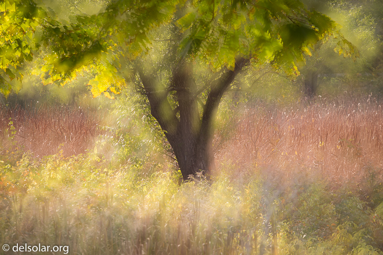 Canon EOS 5D Mark III  --  172 mm  --  EF70-200mm f/4L USM  