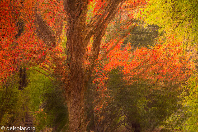 Canon EOS 5D Mark III  --  154 mm  --  EF70-200mm f/4L USM  