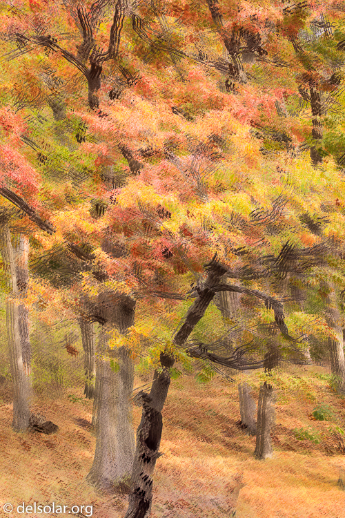 Canon EOS 5D Mark III  --  84 mm  --  EF70-200mm f/4L USM  