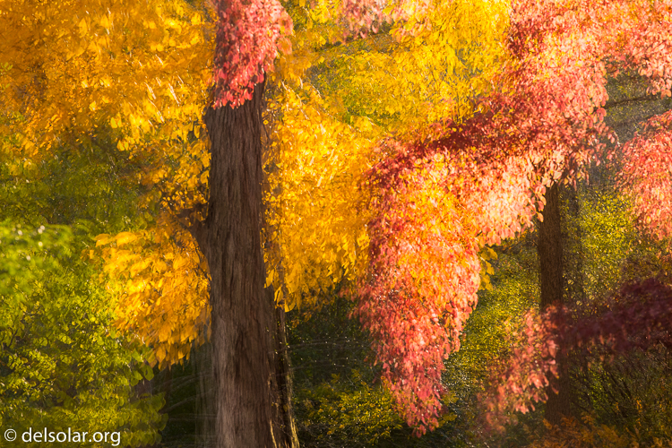 Canon EOS 5D Mark III  --  168 mm  --  EF70-200mm f/4L USM  