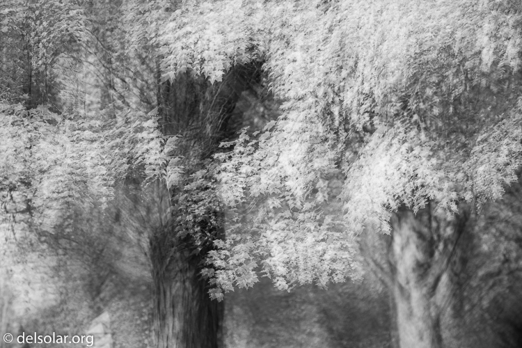 Canon EOS 5D Mark III  --  88 mm  --  EF24-105mm f/4L IS USM  