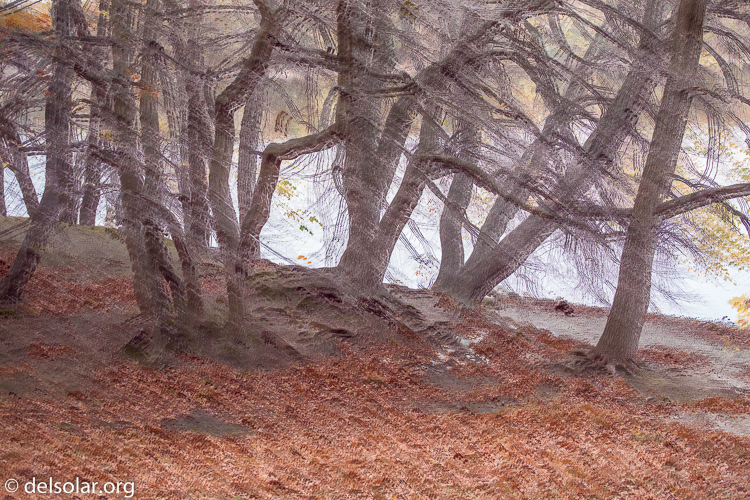 Canon EOS 5D Mark III  --  81 mm  --  EF70-200mm f/4L USM  