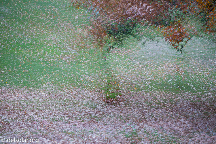 Canon EOS 5D Mark III  --  145 mm  --  EF70-200mm f/4L USM  