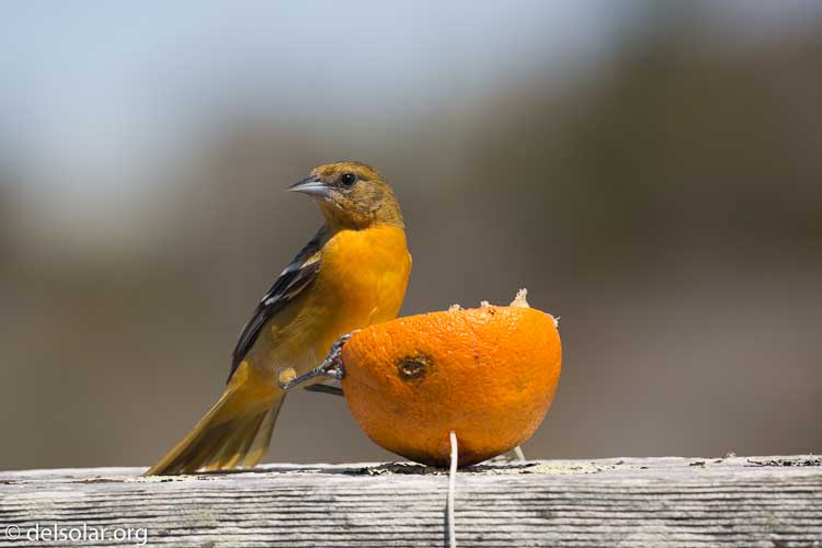 Canon EOS 5D Mark III  --  400 mm  --  EF100-400mm f/4.5-5.6L IS II USM  