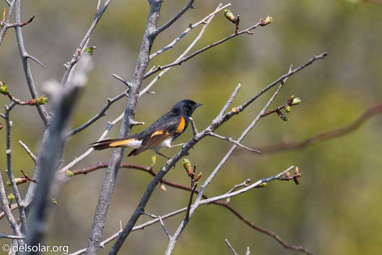 Canon EOS 5D Mark III  --  400 mm  --  EF100-400mm f/4.5-5.6L IS II USM  