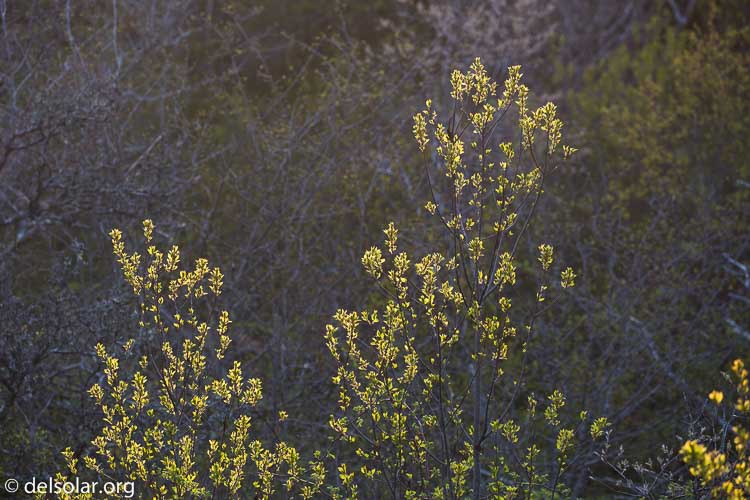 Canon EOS 5D Mark III  --  248 mm  --  EF100-400mm f/4.5-5.6L IS II USM  