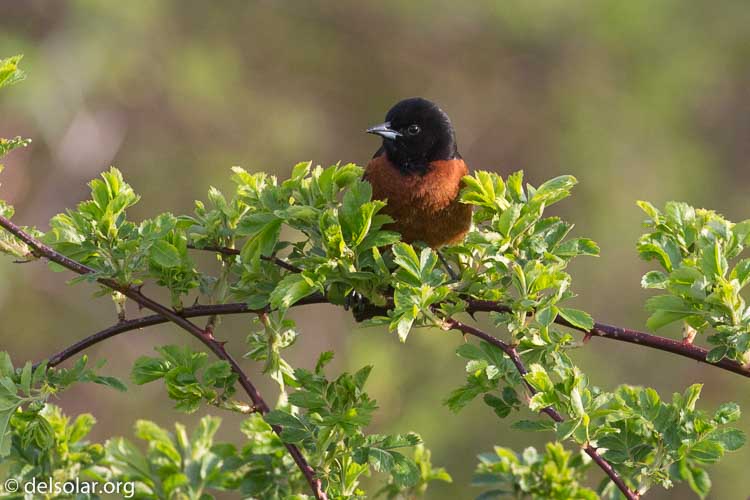 Canon EOS 5D Mark III  --  400 mm  --  EF100-400mm f/4.5-5.6L IS II USM  