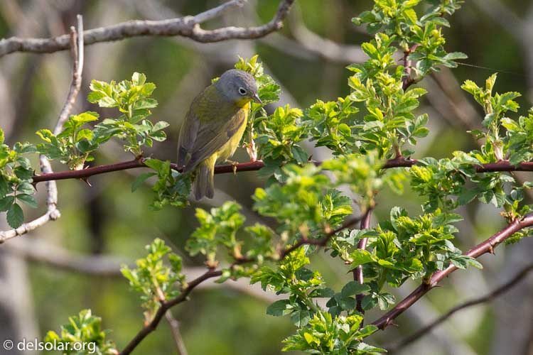 Canon EOS 5D Mark III  --  400 mm  --  EF100-400mm f/4.5-5.6L IS II USM  